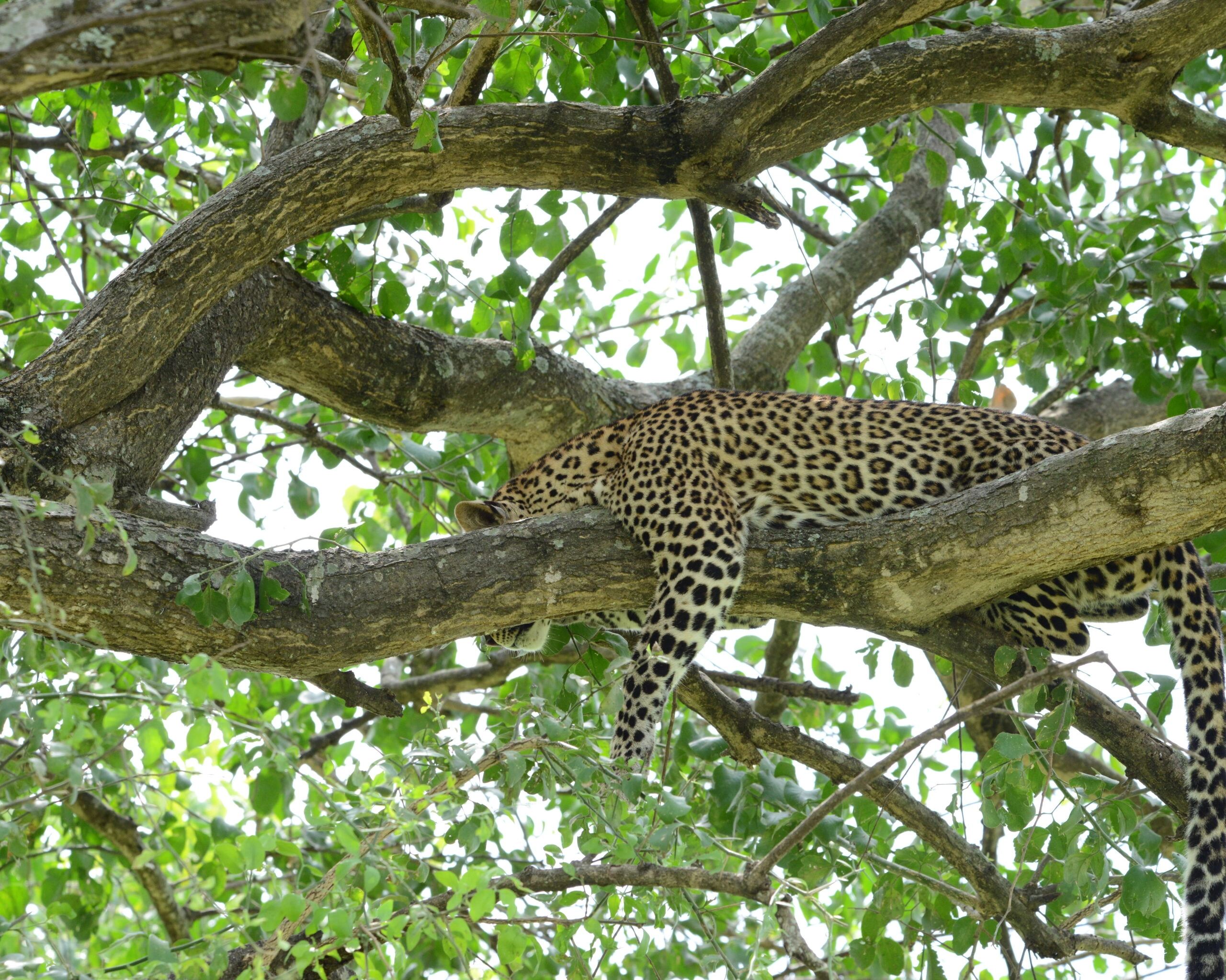 night game drive in East Africa