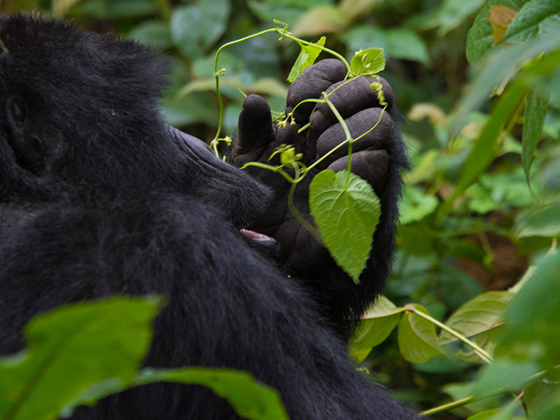 gorilla-families-in-uganda-bwindi-and-mgahinga-national-park