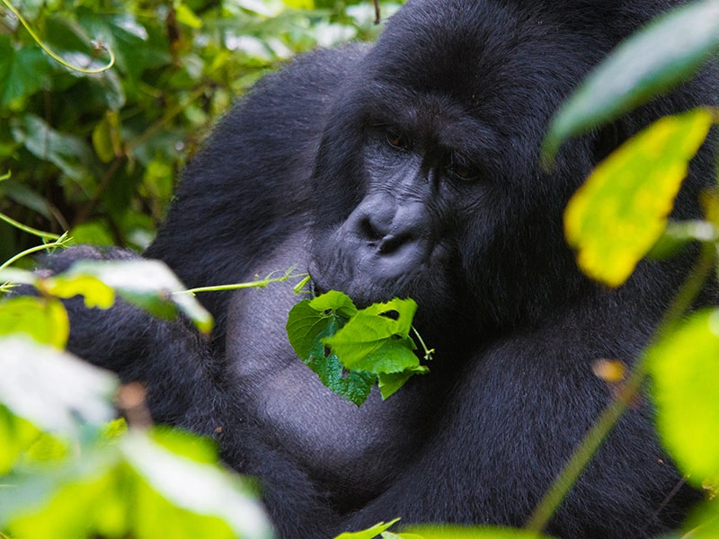 gorilla-safari-holidays-in-uganda