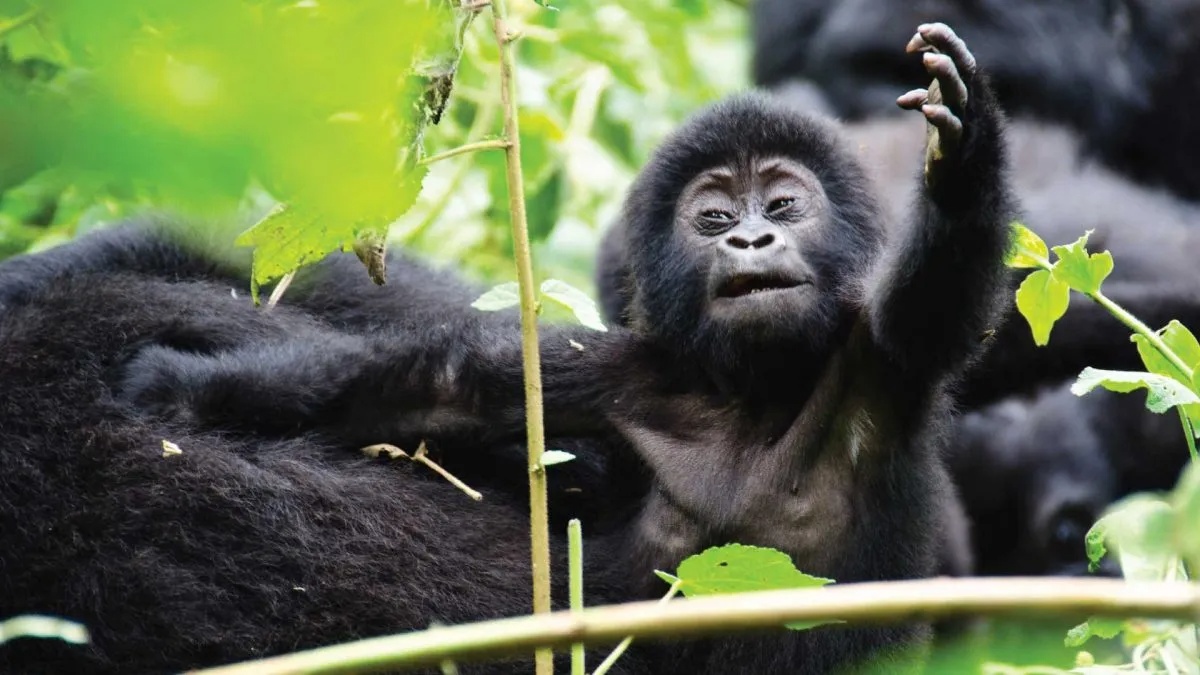 Combining Gorilla Safari with Chimpanzee Tracking