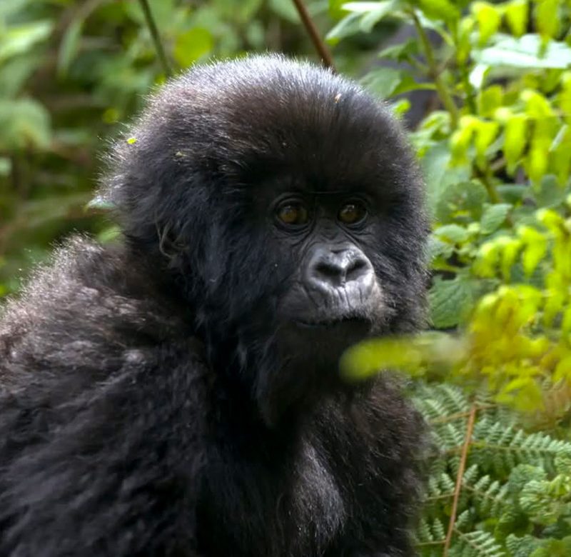 2-days-rwanda-gorilla-safari