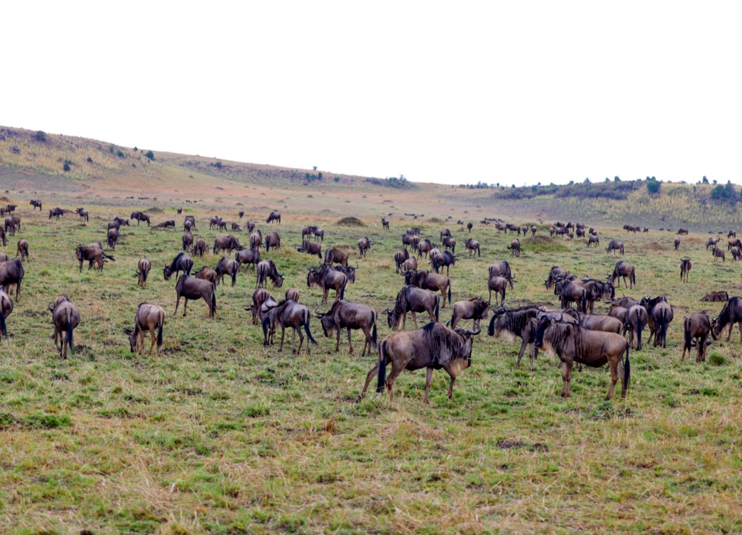 3-days-masai-mara-safari 3-days-masai-mara-safari