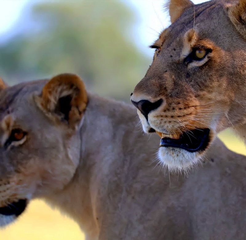 3-days-queen-elizabeth-national-park-safari