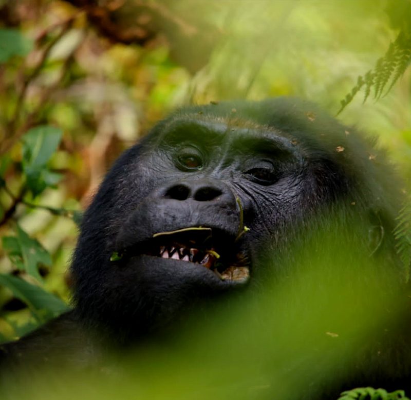 3-days-uganda-gorilla-trekking-safari