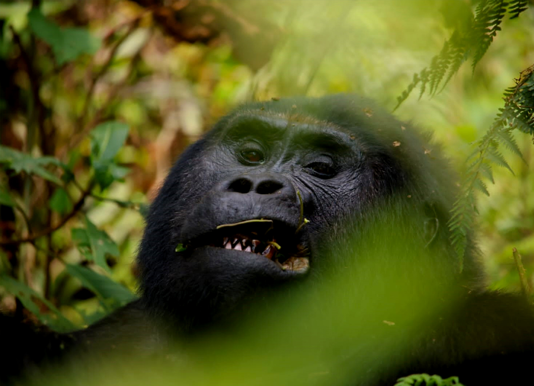 3-days-uganda-gorilla-trekking-safari