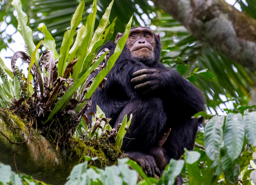 4-days-rwanda-wildlife-chimpanzee-tour
