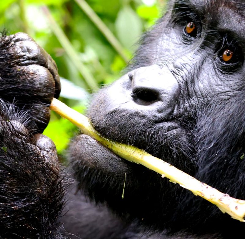 5-days-uganda-gorilla-chimpanzee-safari