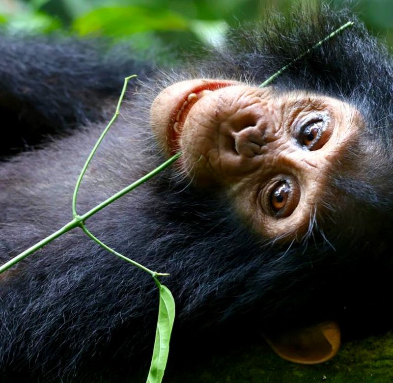 5-days-uganda-wildlife-chimpazee-tour