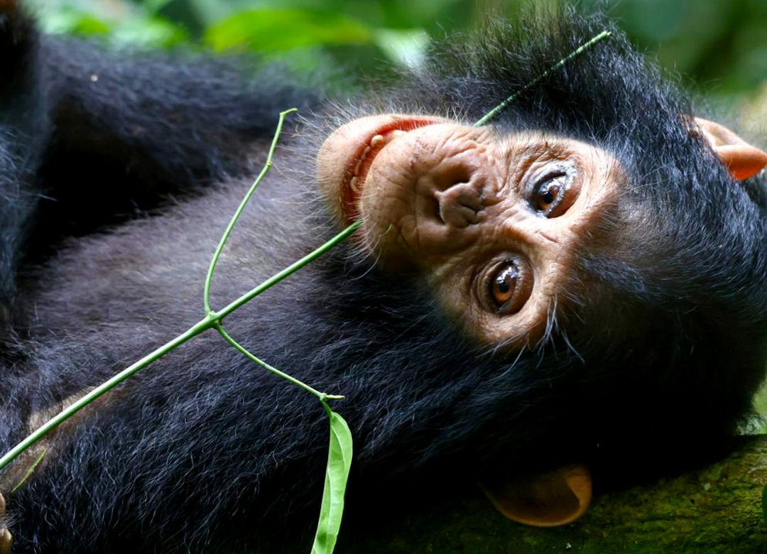 5-days-uganda-wildlife-chimpazee-tour
