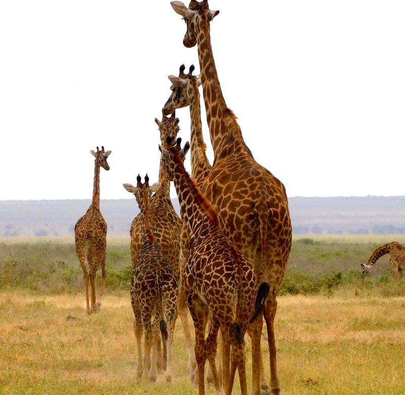 6-days-kenya-wildlife-safari