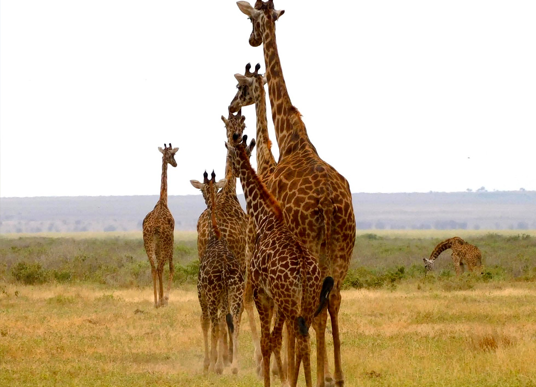 6-days-kenya-wildlife-safari