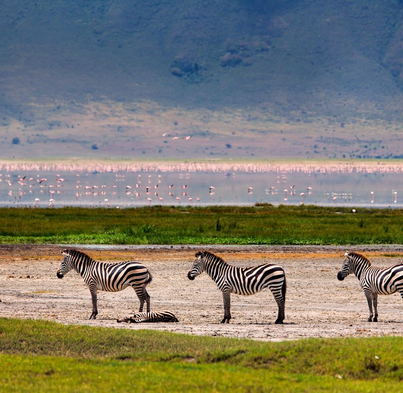6-days-tanzania-safari-tour