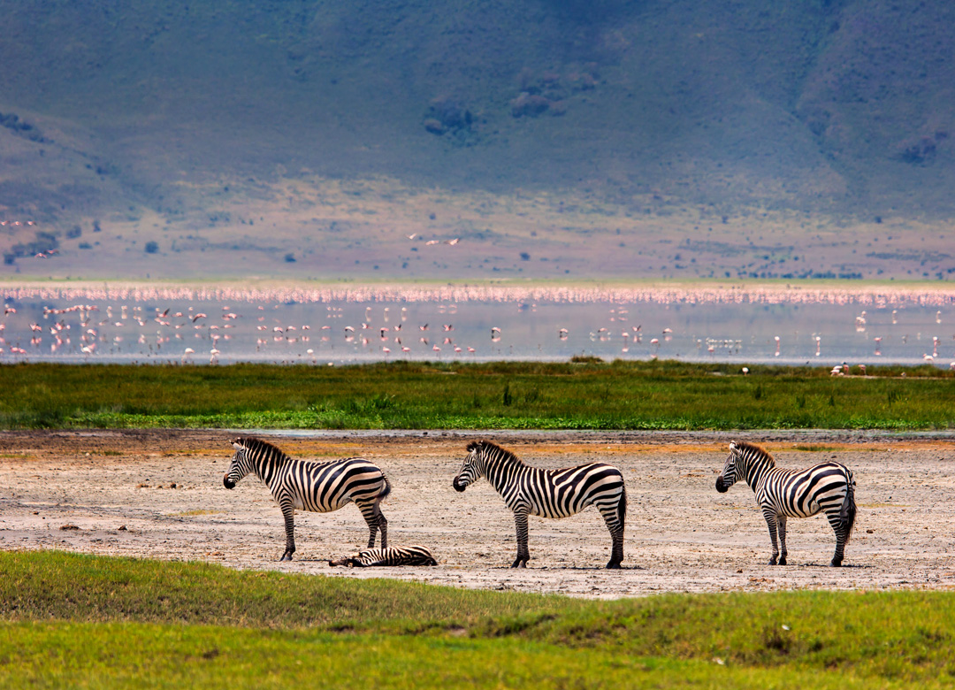 6-days-tanzania-safari-tour