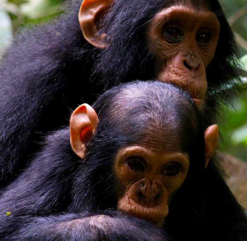 7-days-uganda-wildlife-primates-safari