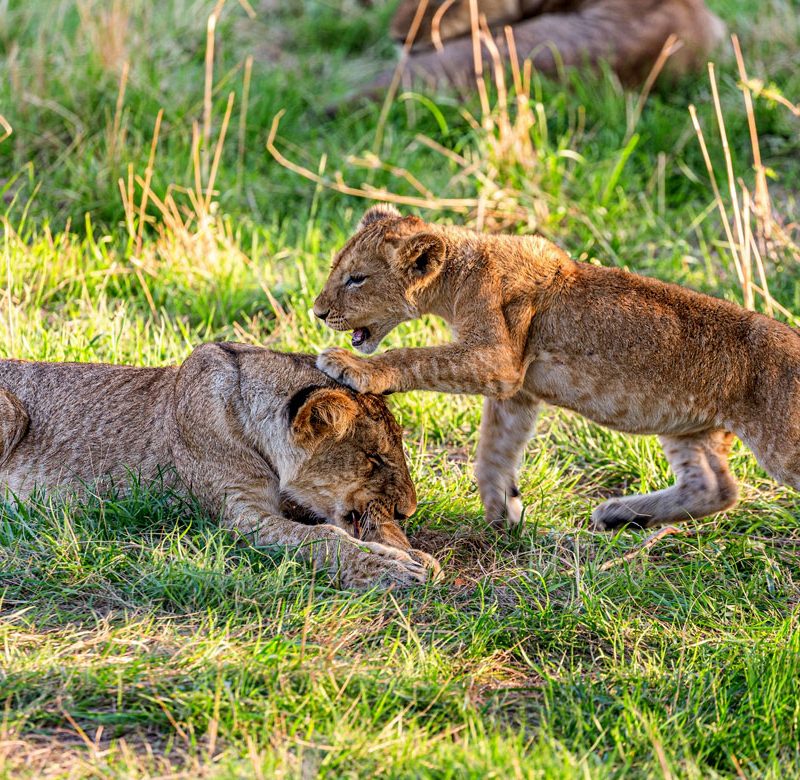 8-days-northern-tanzania-safari