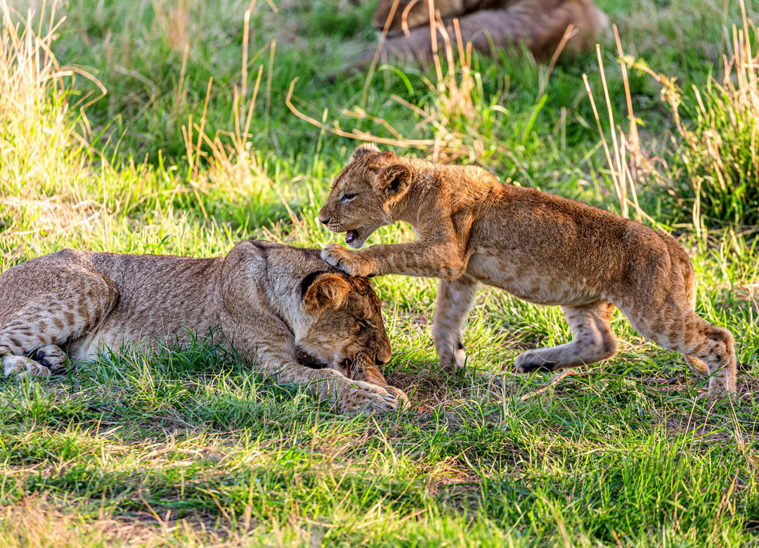 8-days-northern-tanzania-safari