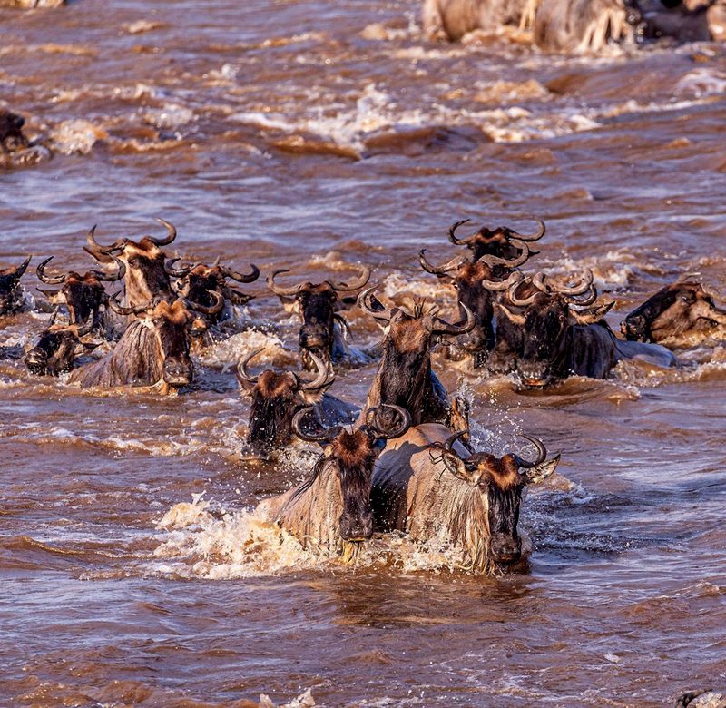 8-days-tanzania-wildebeest-migration-safari
