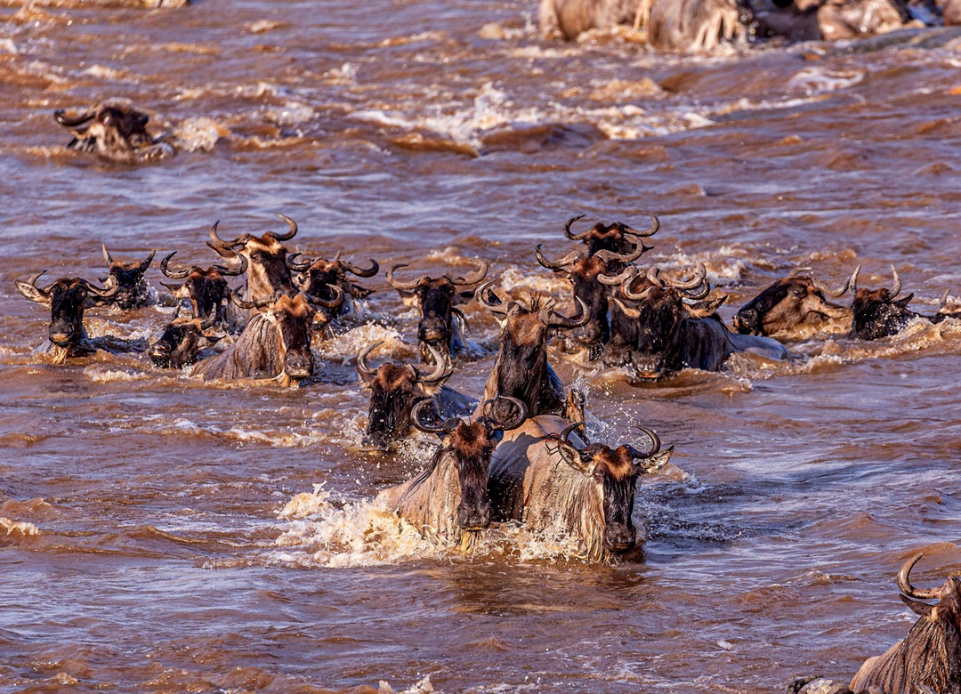 8-days-tanzania-wildebeest-migration-safari