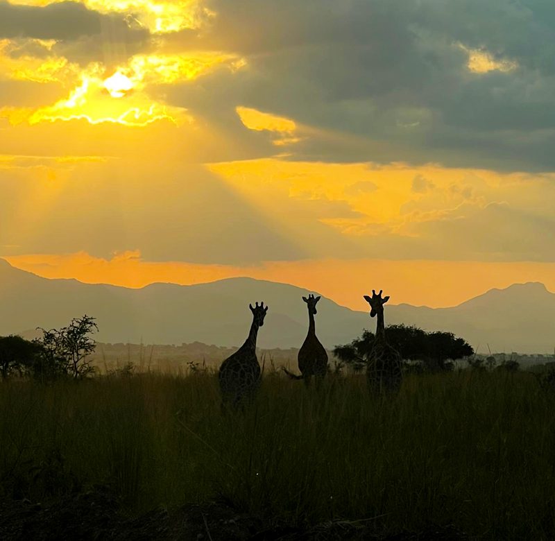 8-days-uganda-wildlife-gorilla-safari