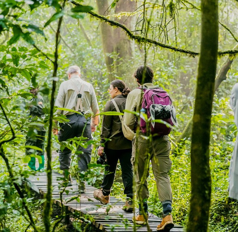 10-days-gorilla-and-chimpanzee-tracking-safari