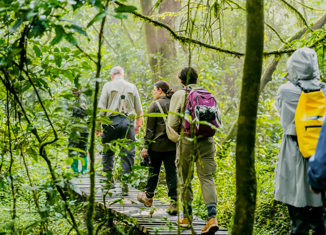 10-days-gorilla-and-chimpanzee-tracking-safari