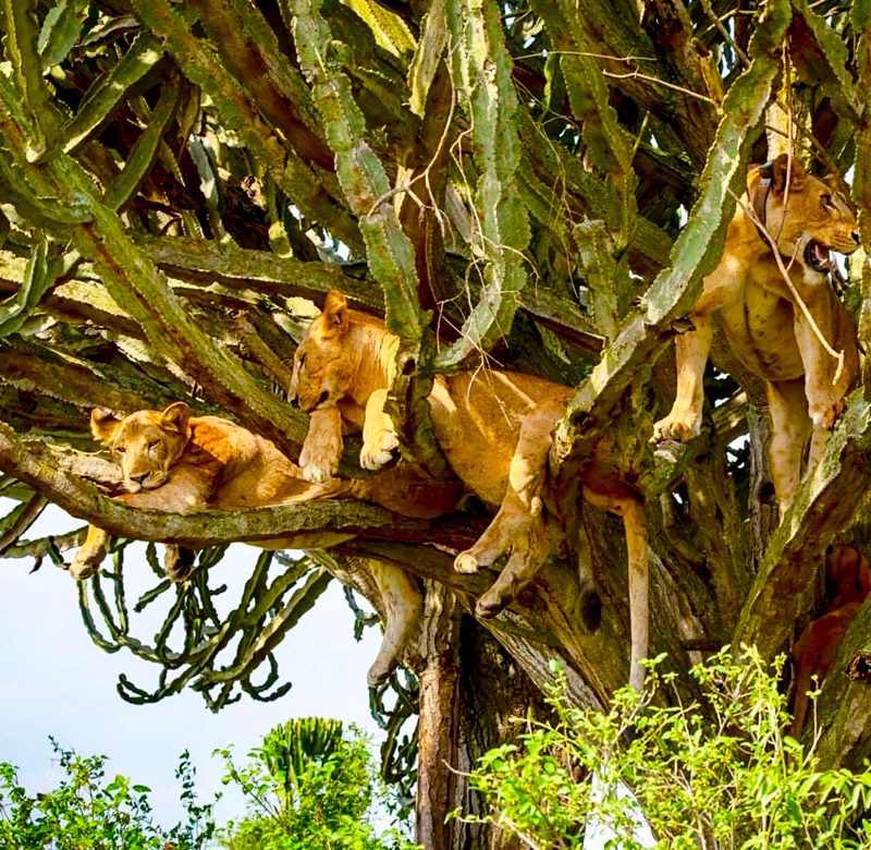 3-day-uganda-safari-to-queen-elizabeth-national-park