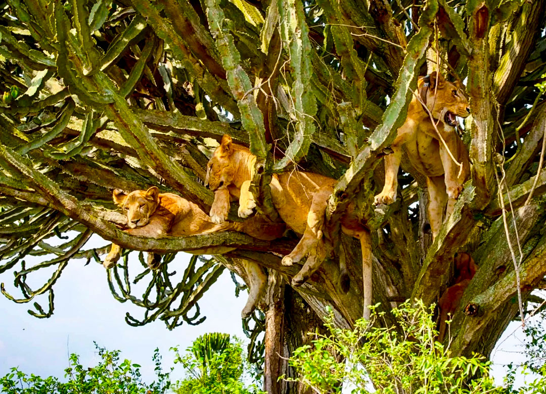 3-day-uganda-safari-to-queen-elizabeth-national-park