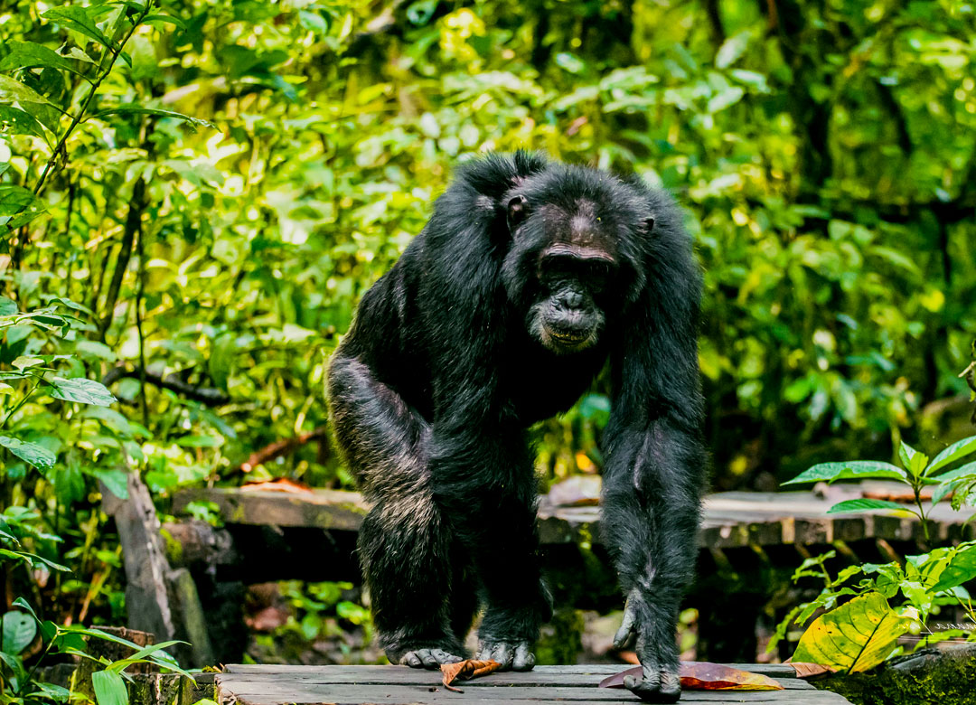 3-days-chimpanzee-safari-to-kibale-national-park