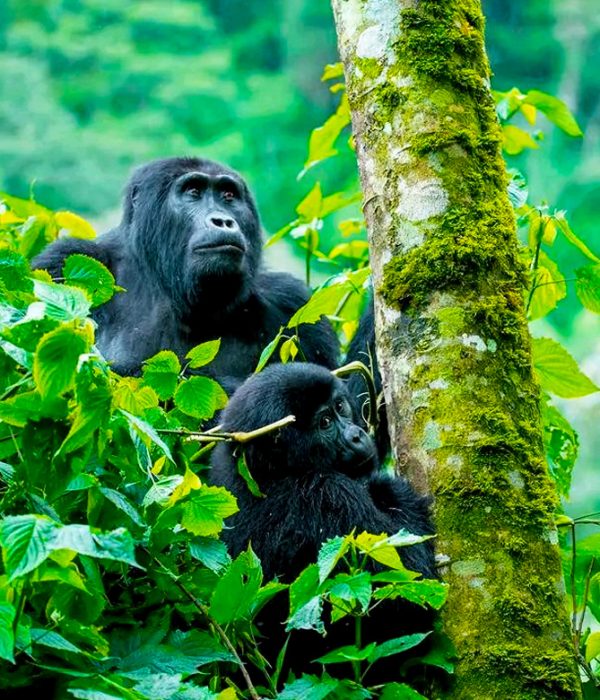 3-days-fly-in-rwanda-trek-gorillas-at-bwindi