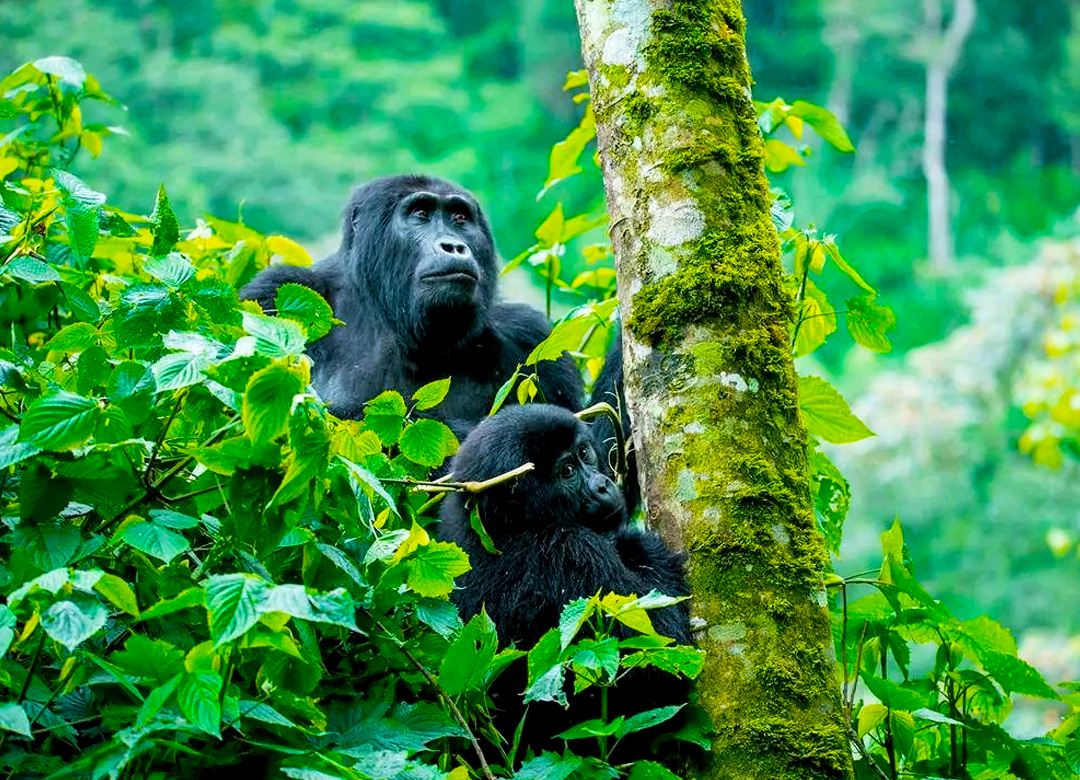3-days-fly-in-rwanda-trek-gorillas-at-bwindi