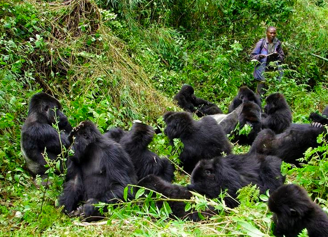 3-days-gorilla-trekking-safaris-in-uganda
