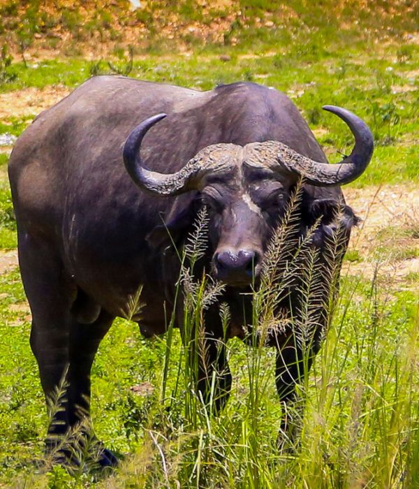 What Are the Big 7 Animals in Africa?