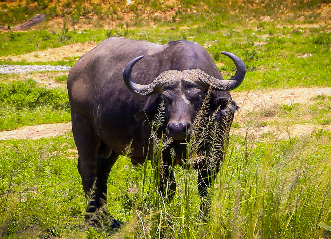 4-day-wildlife-safari-to-queen-elizabeth-national-park