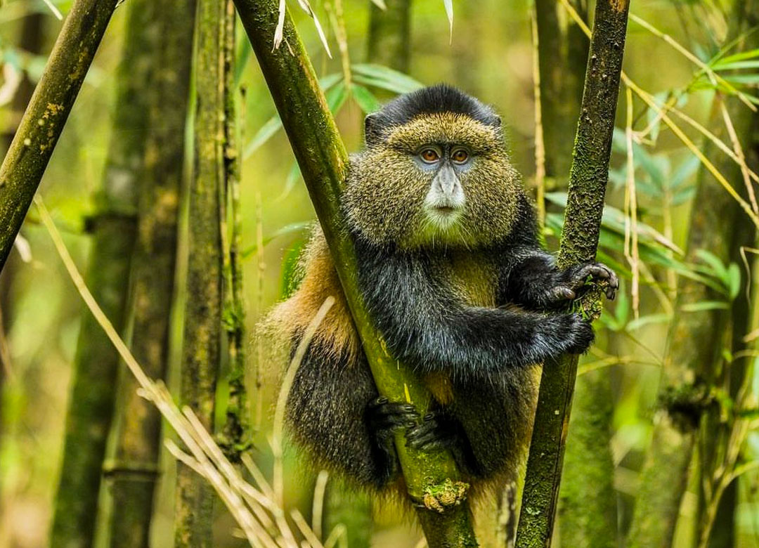 4-days-gorilla-and-golden-monkey-trekking-safari