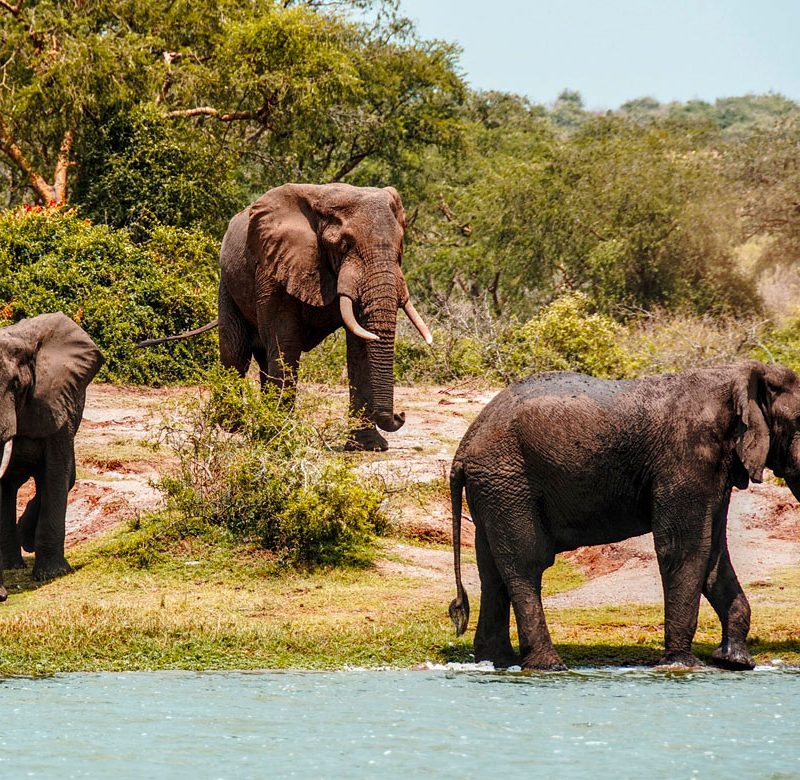 5-days-big-five-wildlife-chimpanzee-safari-to-uganda