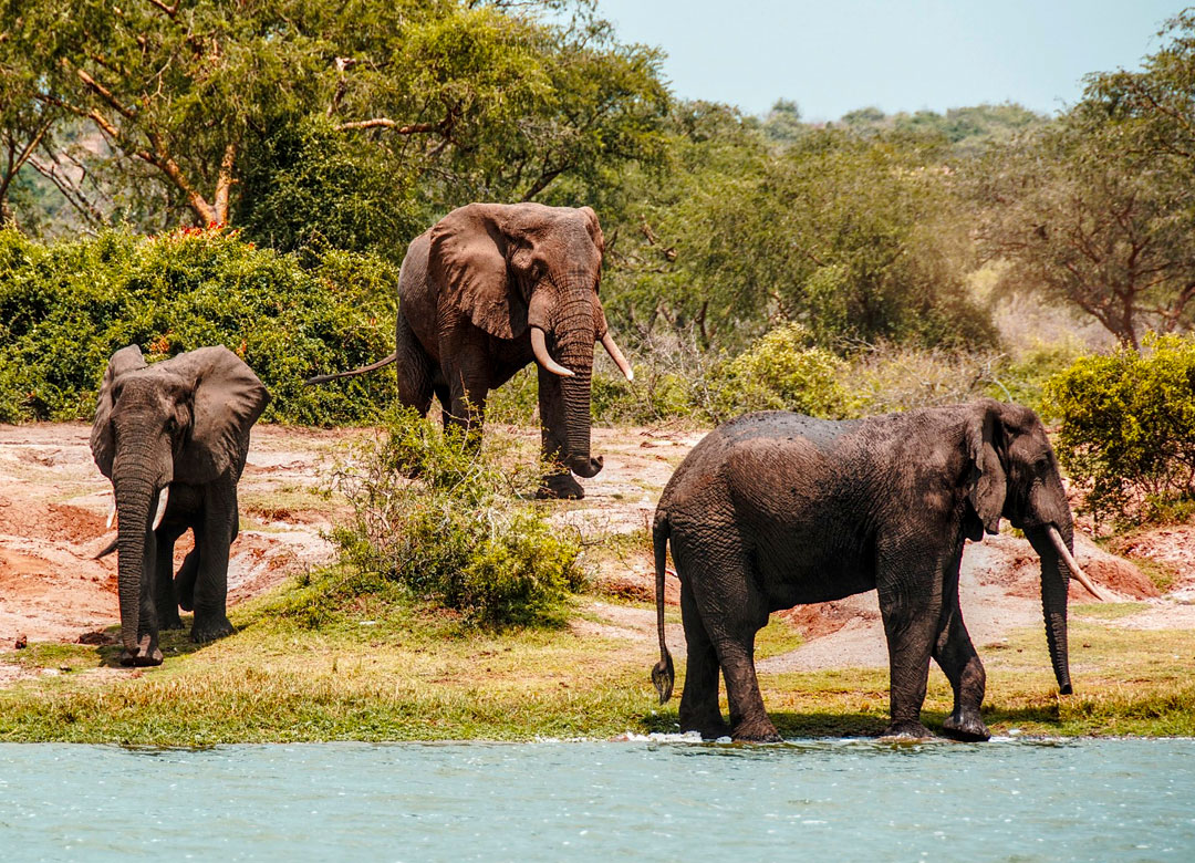 5-days-big-five-wildlife-chimpanzee-safari-to-uganda