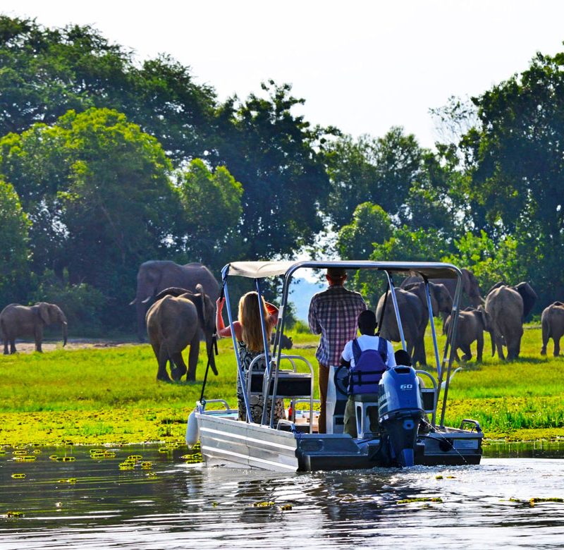 5-days-chimpanzee-wildlife-safaris-to-uganda