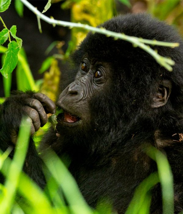 Christmas and New Year gorilla trekking