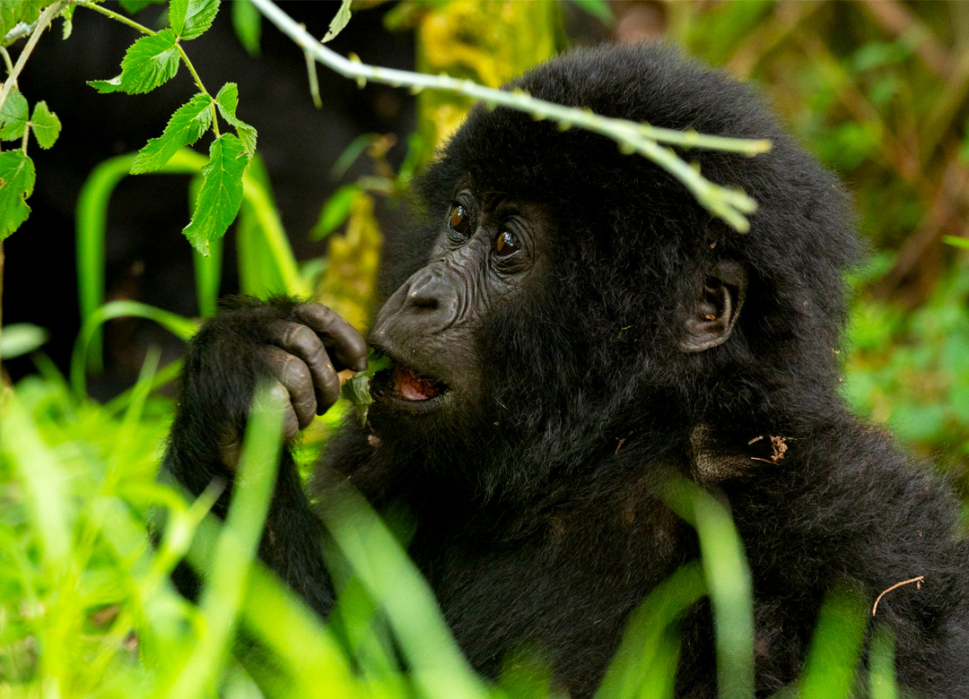 5-days-gorilla-and-wildlife-safaris-to-uganda