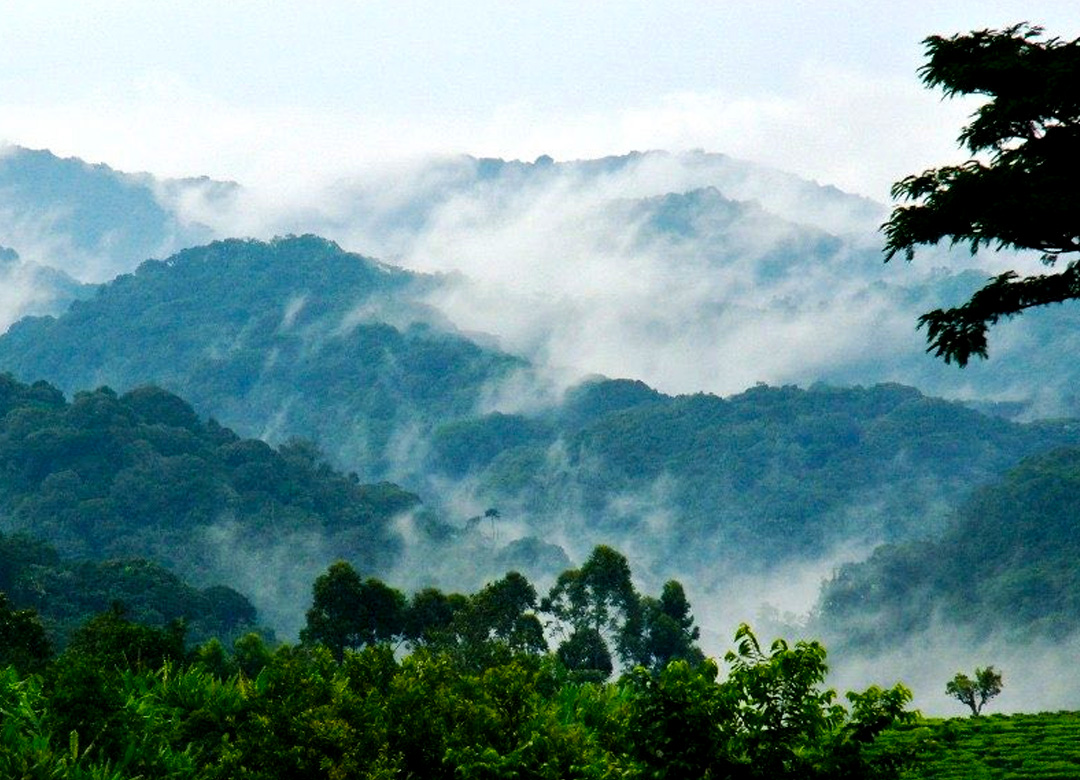 5-days-gorilla-safari-flying-in-rwanda-and-trek-in-uganda