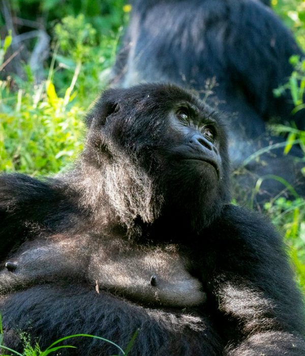 Uganda gorilla trekking for older travellers