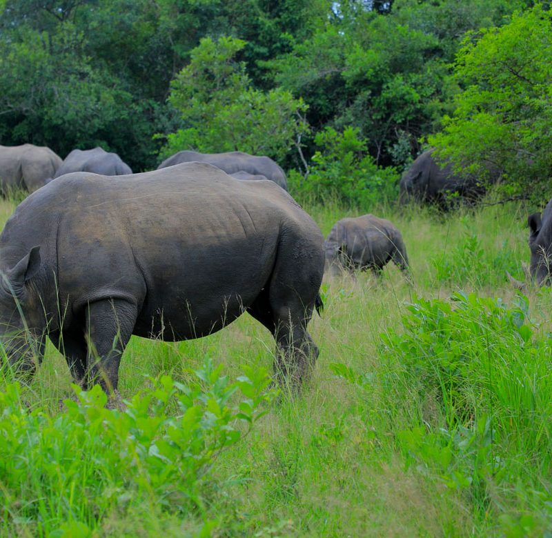 6-days-big-five-and-wildlife-safaris