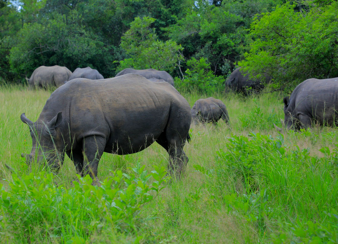 6-days-big-five-and-wildlife-safaris