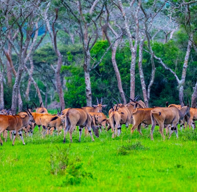 6-days-gorilla-and-wildlife-safari-in-uganda