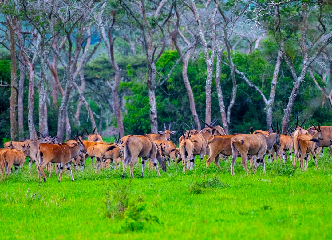 6-days-gorilla-and-wildlife-safari-in-uganda