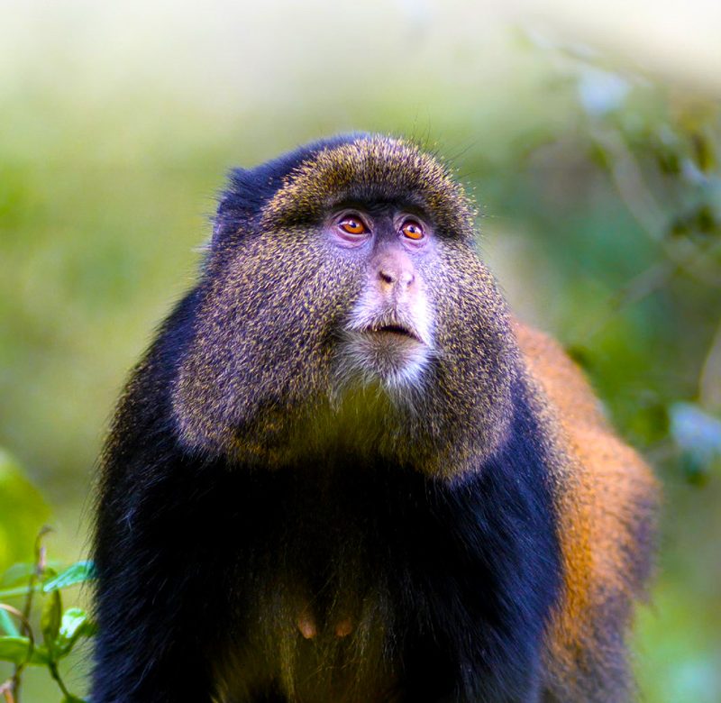 6-days-gorilla-golden-monkey-and-wildlife-safari
