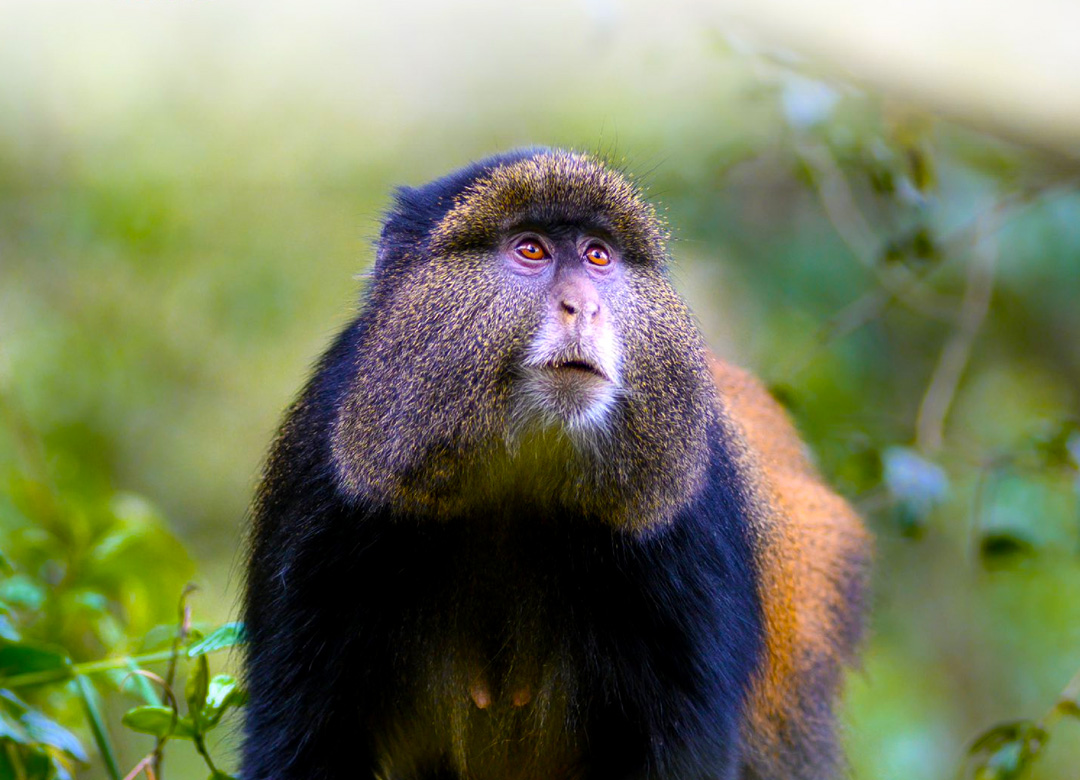 6-days-gorilla-golden-monkey-and-wildlife-safari