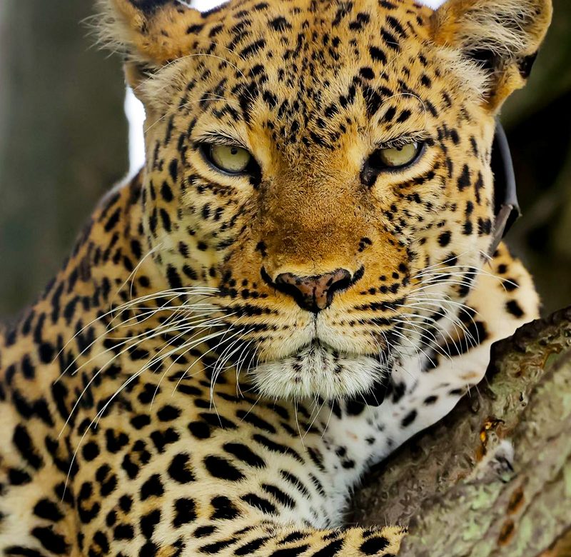 6-days-gorilla-trekking-and-safari-tours