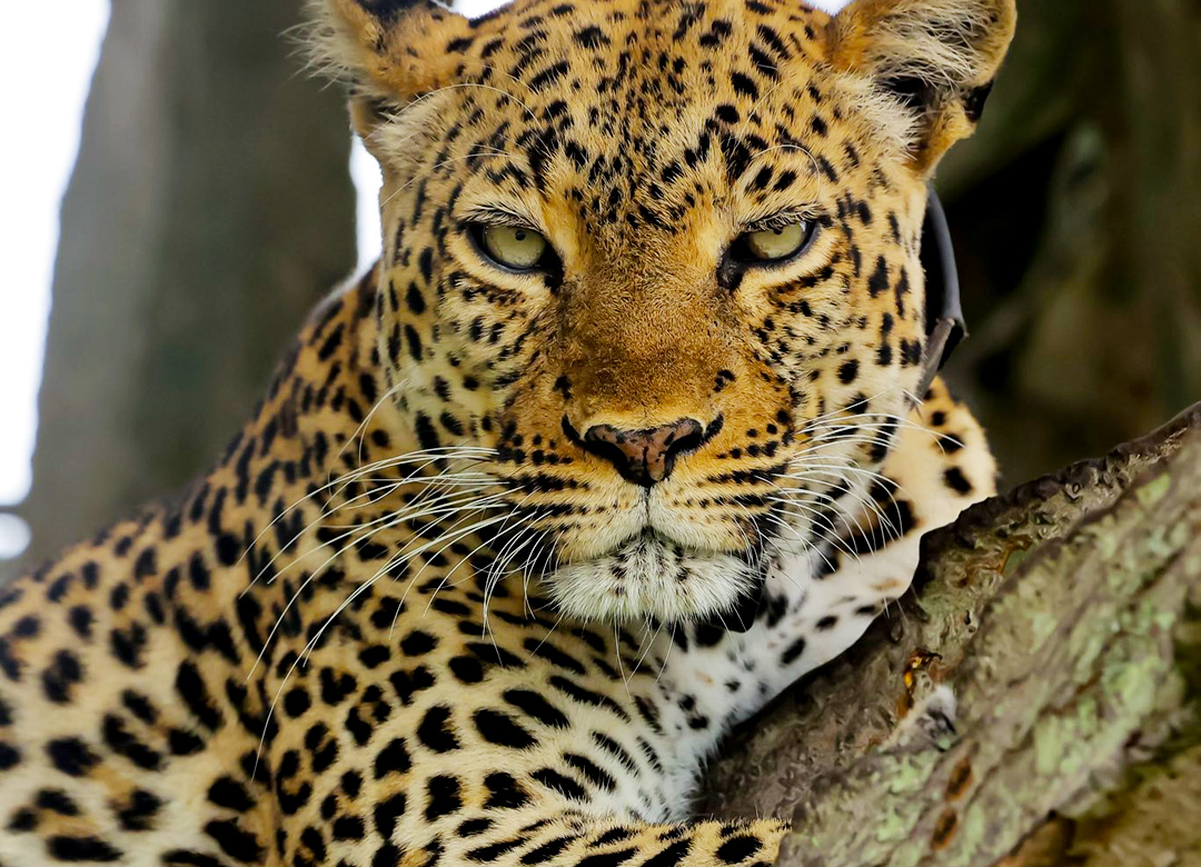 6-days-gorilla-trekking-and-safari-tours