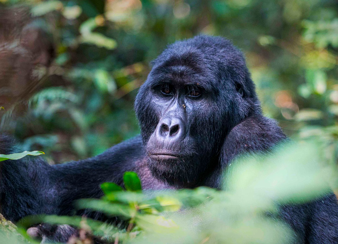 7-days-gorilla-trekking-gorilla-habituation-and-wildlife-safaris